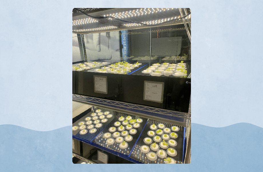 有些大白菜幼苗則種植在水耕實驗室裏。